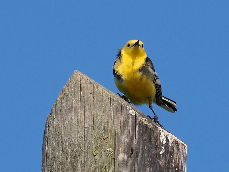 Cutrettola testa gialla orientale (Motacilla citreola)